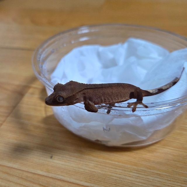 챠콜