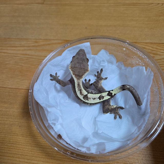 세이블