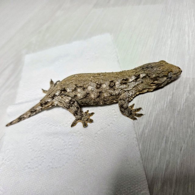 카나와 하이 컬러