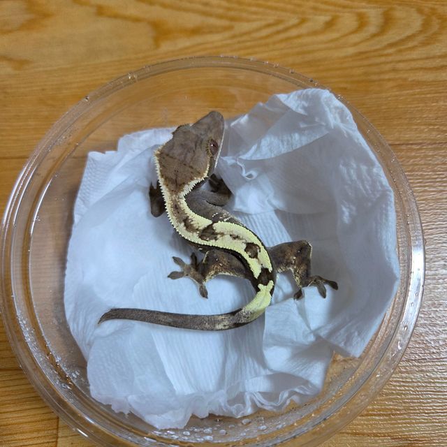 세이블