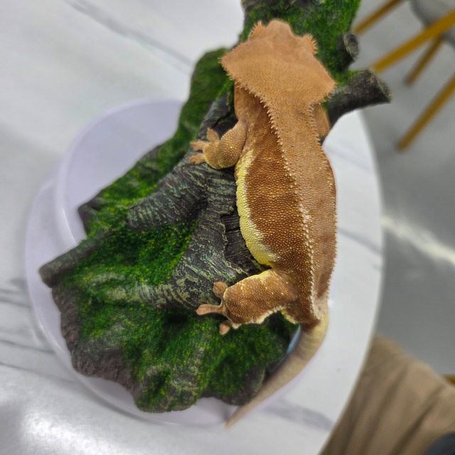 릴리화이트 팬텀 풀핀 레드