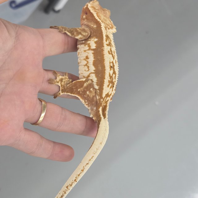 레드 할리퀸 노멀