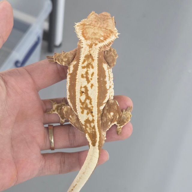 레드 할리퀸 노멀