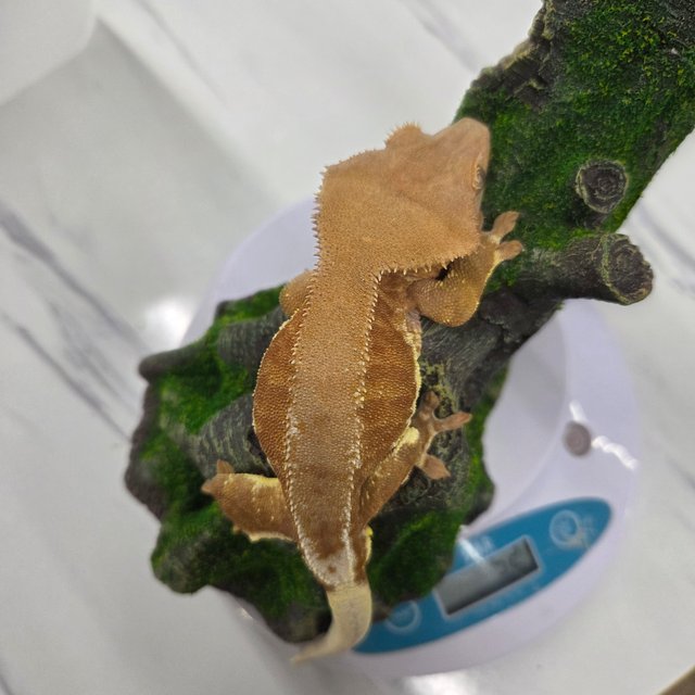 릴리화이트 팬텀 풀핀 레드