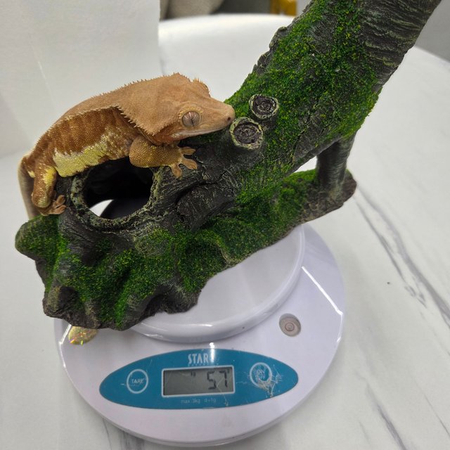 릴리화이트 팬텀 풀핀 레드