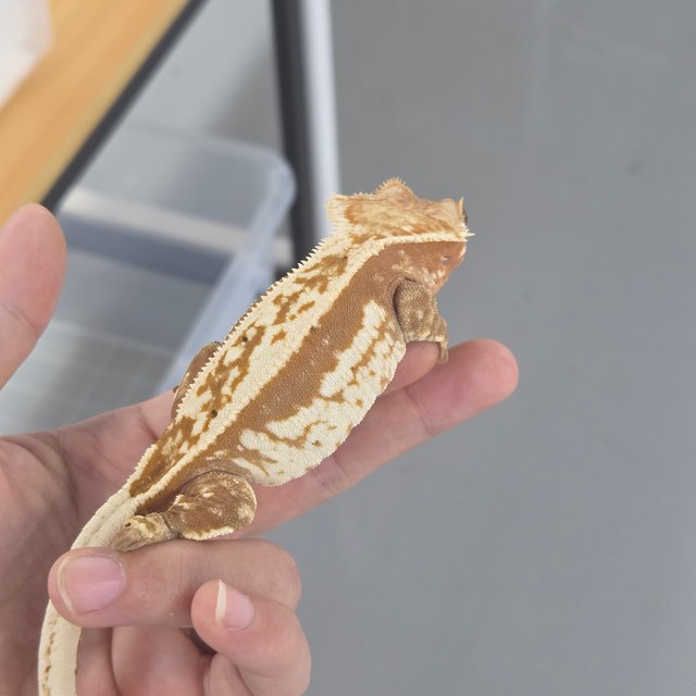 레드 할리퀸 노멀