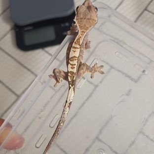 카푸치노 100%헷아잔틱