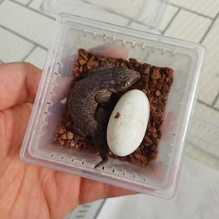 멜라니스틱 하이 컬러 파인아일랜드