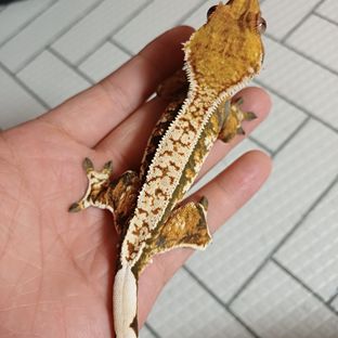 꽃현이