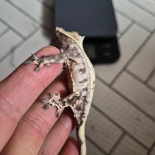 트현X치현 Bb