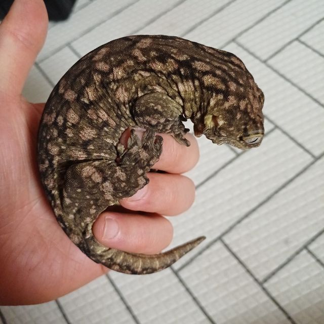 파인아일랜드 하이 컬러