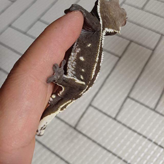 아잔틱