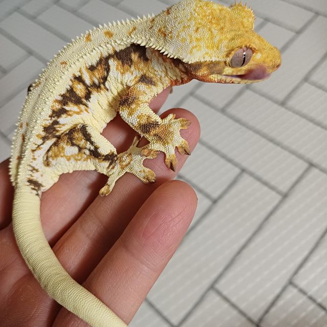 릴리 세이블 트라이