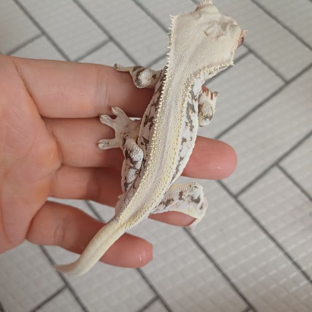 릴리화이트 솔리드백