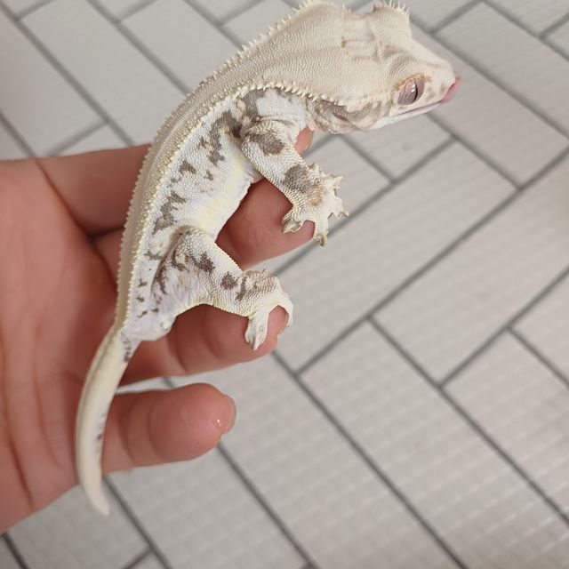 릴리화이트 솔리드백