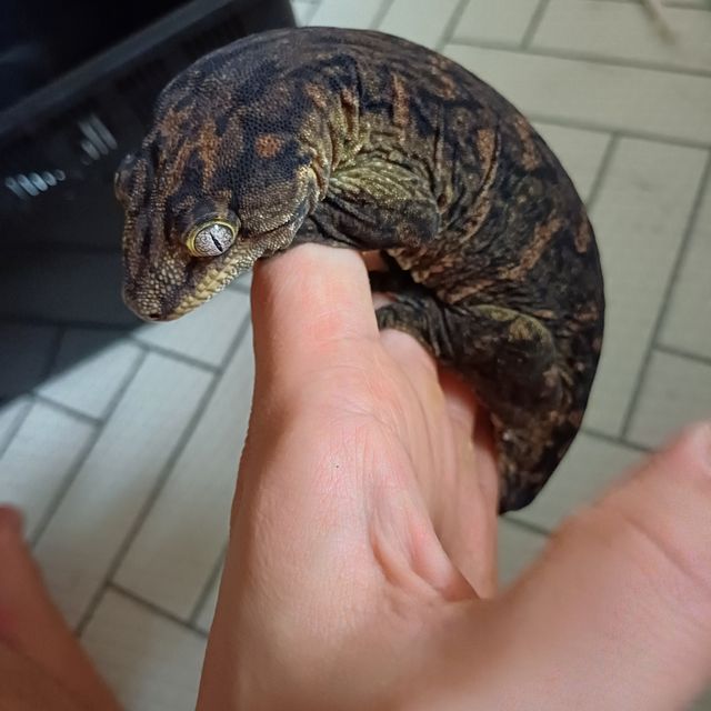 코기스 프리델 멜라니스틱