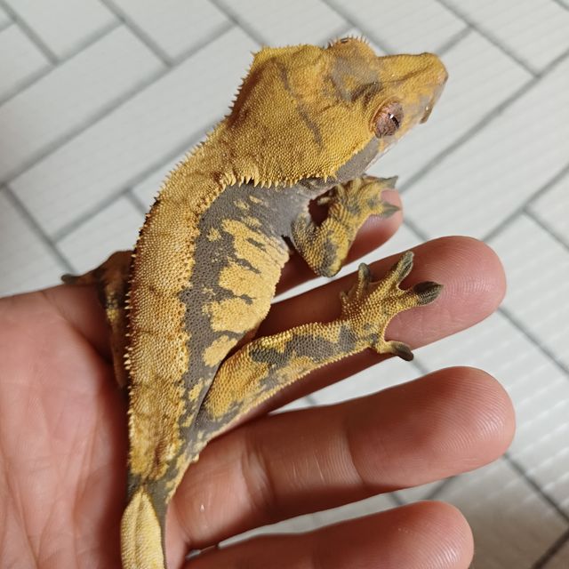 익스트림할리퀸