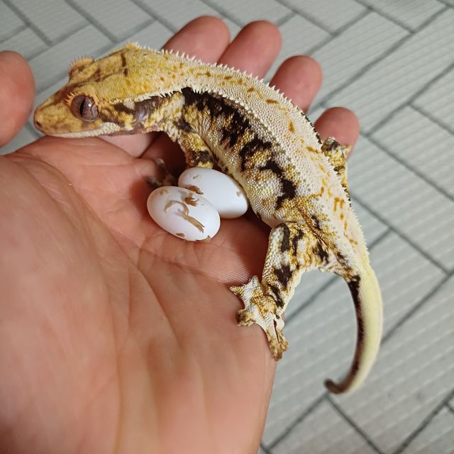 릴리화이트 100%헷아잔틱