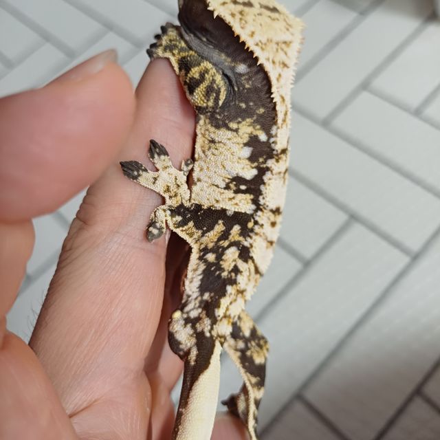 트라이 익스트림할리퀸