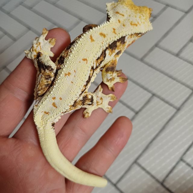 릴리 세이블 트라이