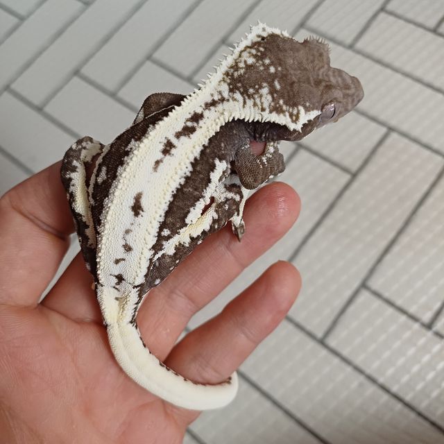 릴잔틱