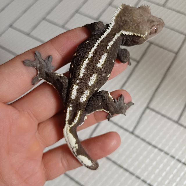 아잔틱