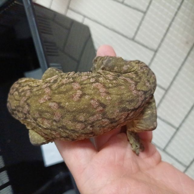 파인아일랜드 하이 컬러