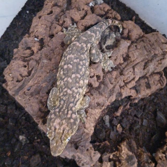 파인아일랜드 하이 컬러