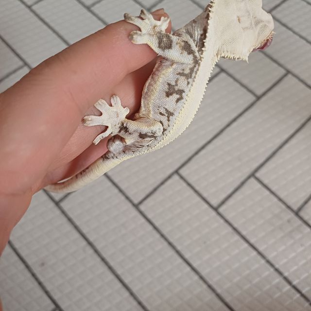 릴리화이트 솔리드백