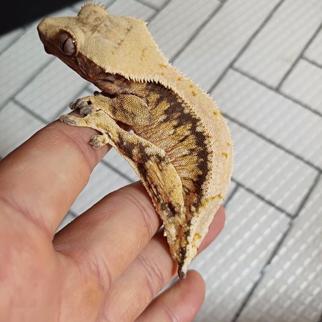 노멀 드리피 화이트스팟