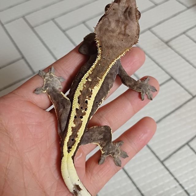 카푸치노