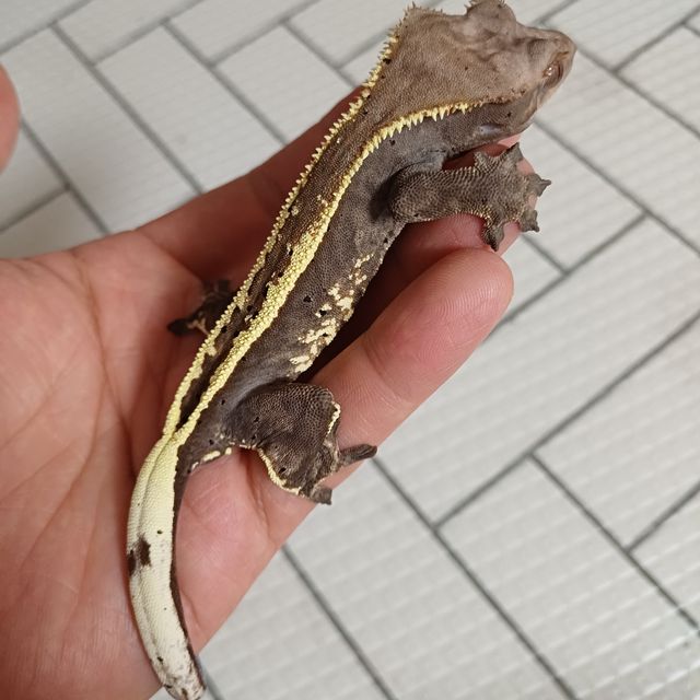 카푸치노