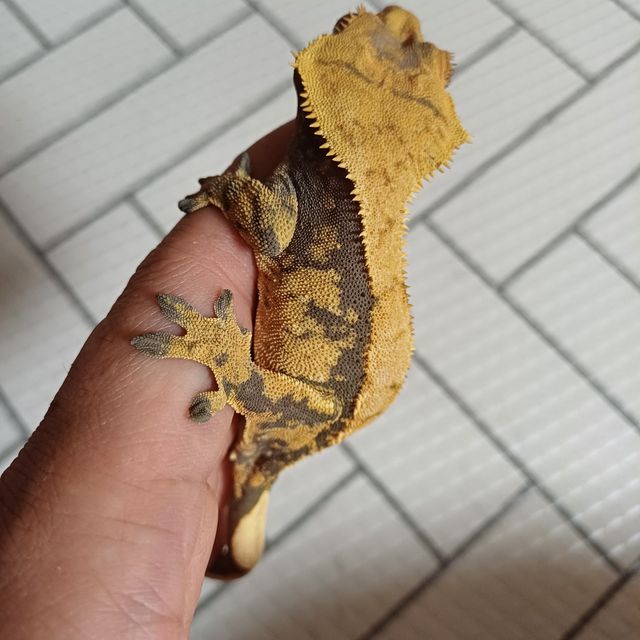 익스트림할리퀸