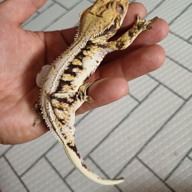 릴리화이트 100%헷아잔틱