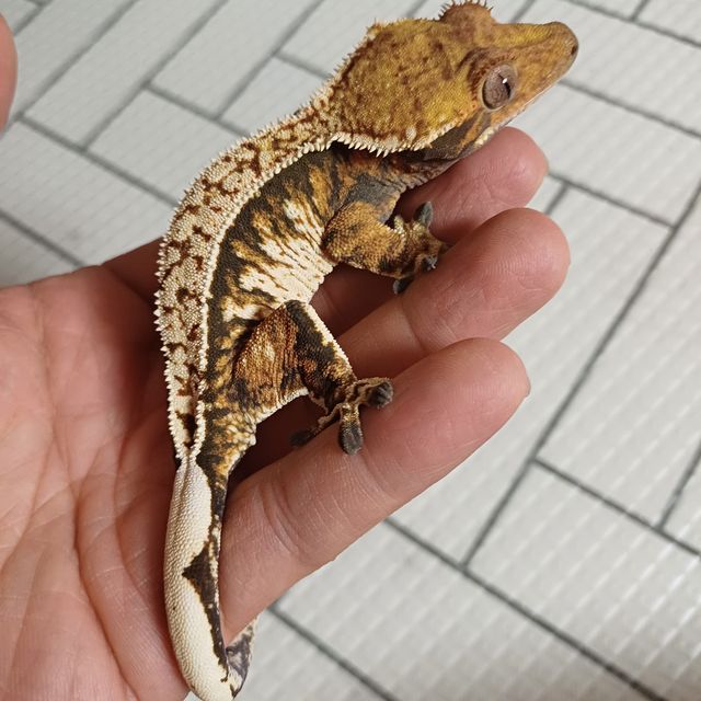 트라이 익스트림할리퀸