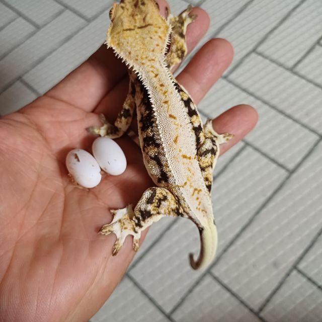 릴리화이트 100%헷아잔틱