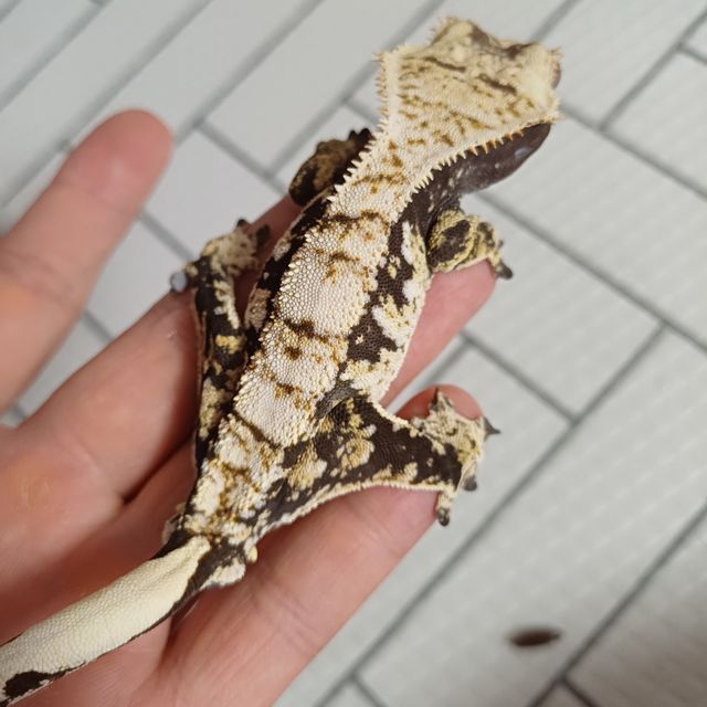 트라이 익스트림할리퀸