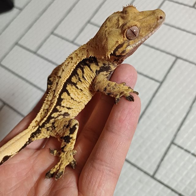 트라이 익스트림할리퀸