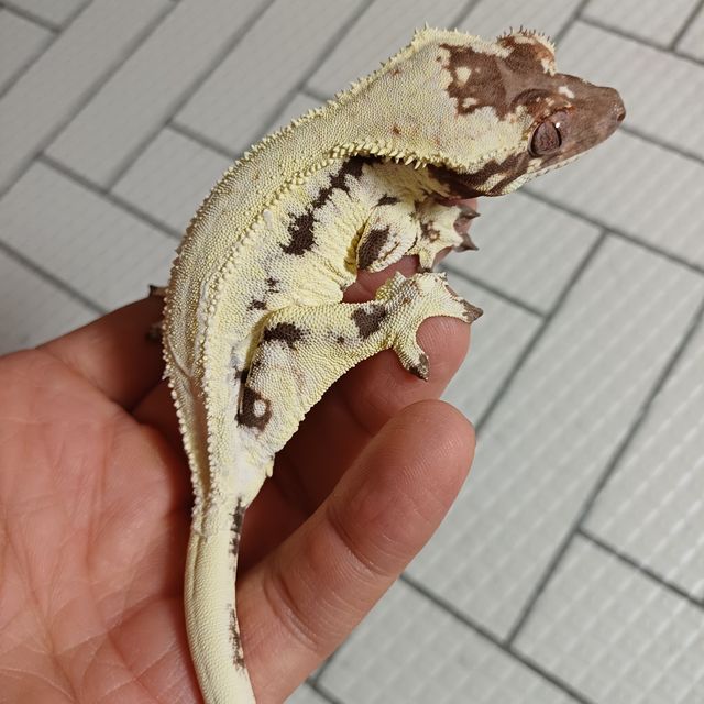 프라푸치노