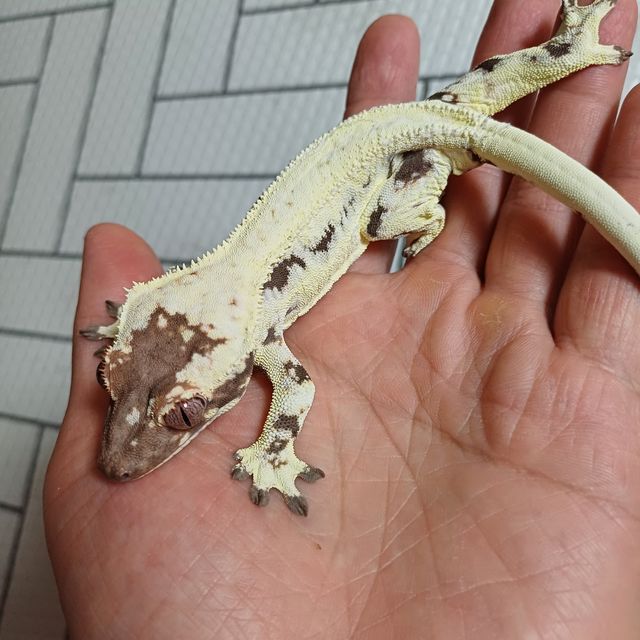 프라푸치노