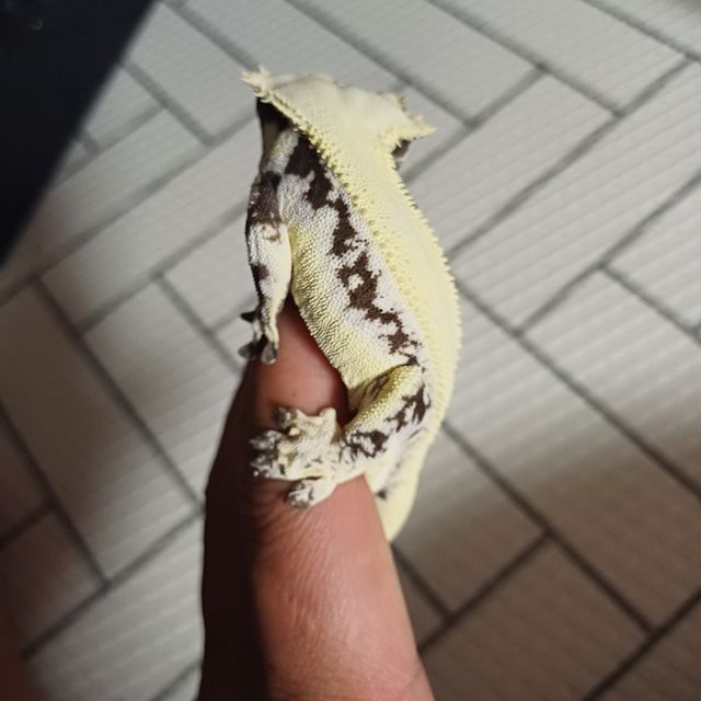 릴잔틱