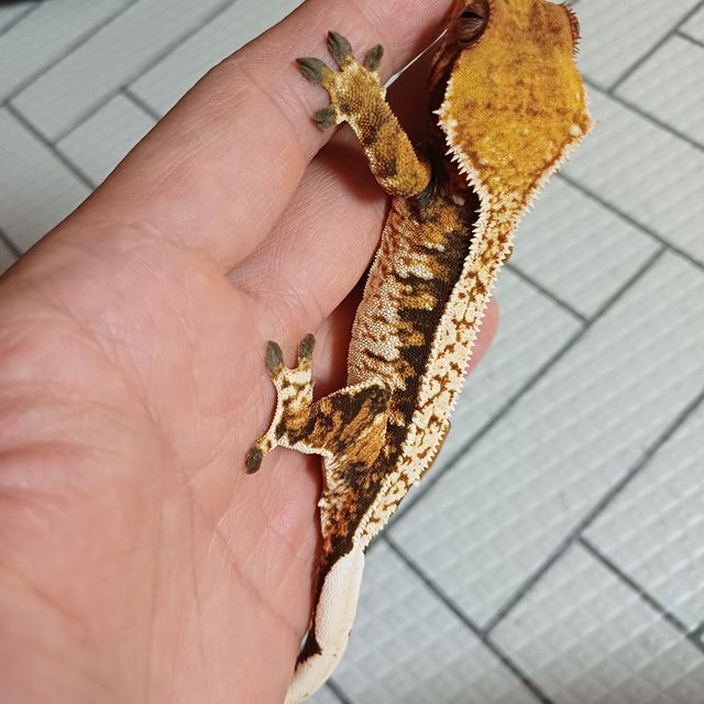 트라이 익스트림할리퀸