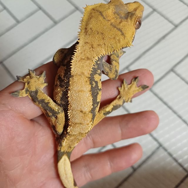 익스트림할리퀸