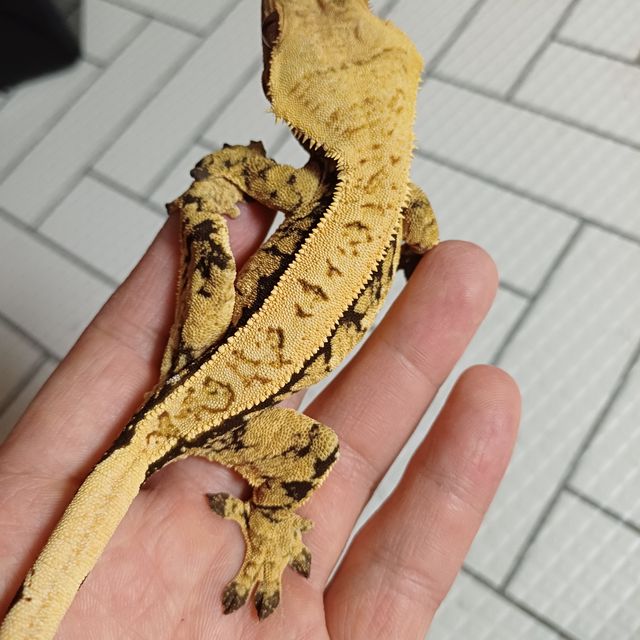 트라이 익스트림할리퀸