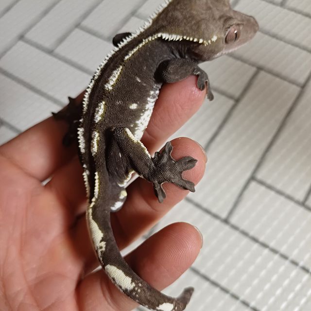 아잔틱