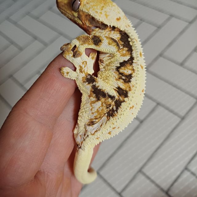 릴리 세이블 트라이