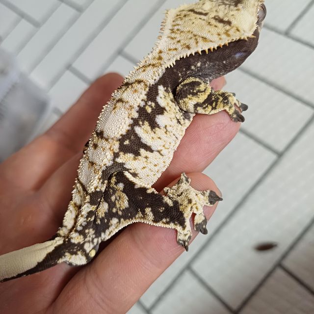 트라이 익스트림할리퀸