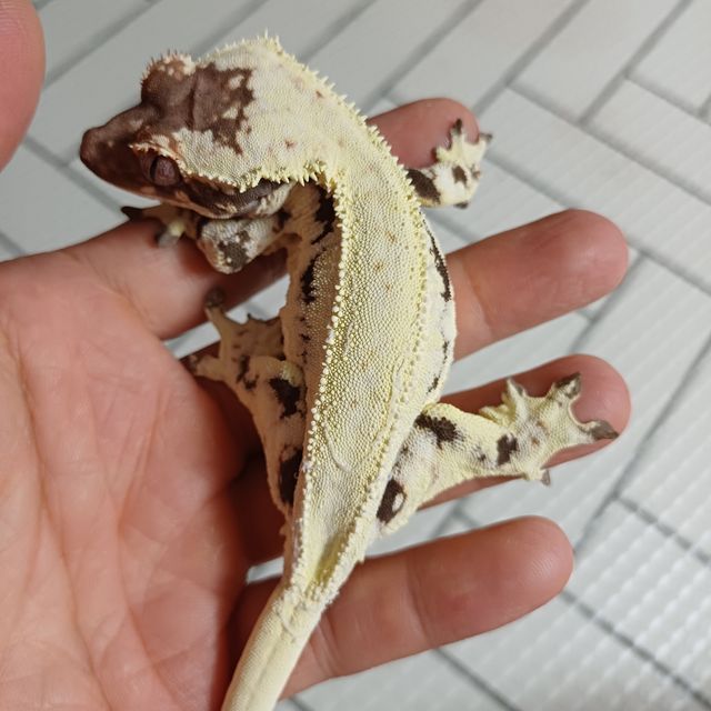 프라푸치노