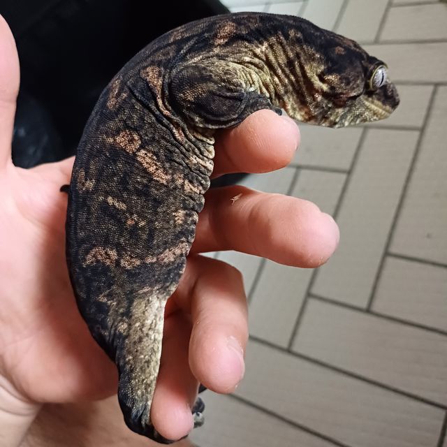 코기스 프리델 멜라니스틱