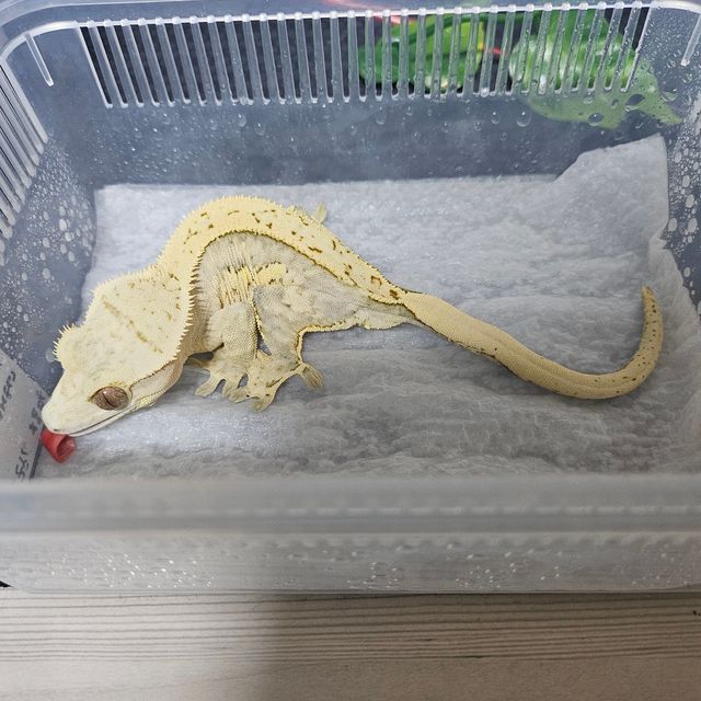 노멀 크림시클 크림